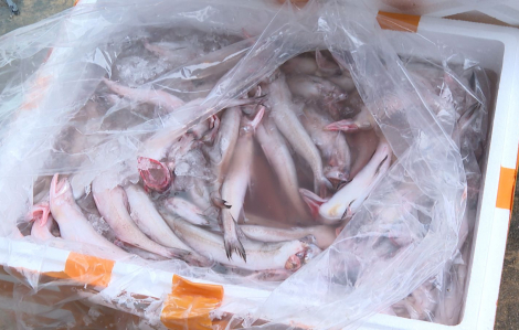 Hơn 10 tấn cá khoai nhập khẩu chứa chất cấm formol cực độc