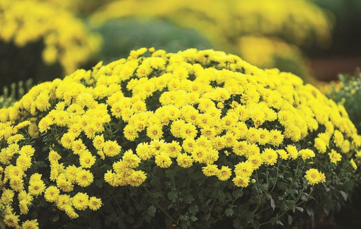 Chậu hoa cúc sớm