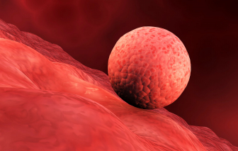 Anh chế tạo niêm mạc tử cung nhân tạo để nghiên cứu thai kỳ con người