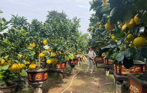 Bưởi Diễn đổ bộ TPHCM sớm, giá cao nhất hơn trăm triệu đồng/cặp