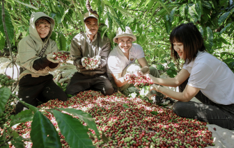 Du khách quốc tế thích thú trải nghiệm thu hoạch cà phê Tây Nguyên