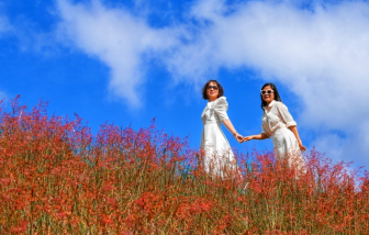 Du lịch Đà Lạt dịp cuối năm: Đừng bỏ lỡ 2 đồi cỏ lau hồng đẹp nhất mùa này