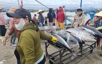 Ngư dân Phú Yên trúng mùa cá ngừ đại dương