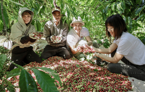 Du khách quốc tế thích thú trải nghiệm thu hoạch cà phê Tây Nguyên