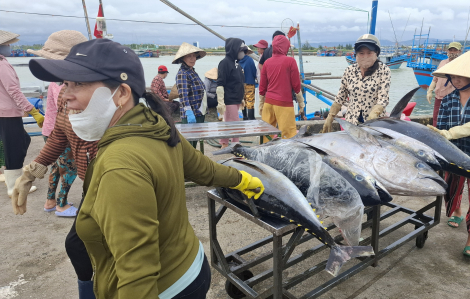 Ngư dân Phú Yên trúng mùa cá ngừ đại dương