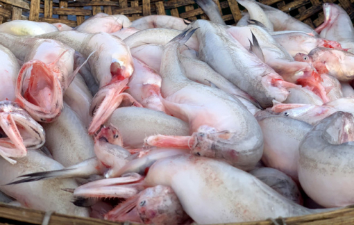 Hàng loạt mẫu cá khoai bán ở chợ nhiễm chất cấm formol