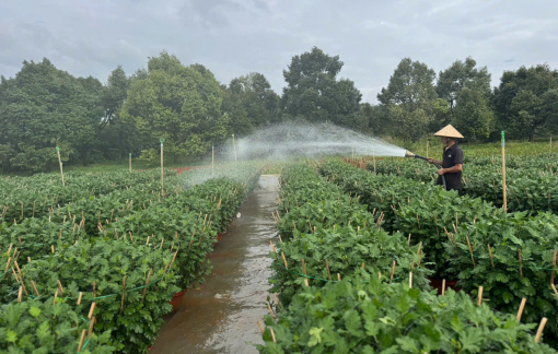 Sau lũ, thương lái miền Trung phải săn hoa tết