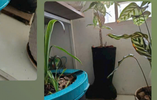 Bài học sống xanh tôi học từ chính các con