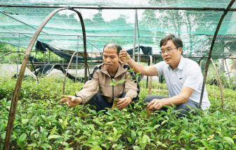 Chàng trai Cơ Tu và khát vọng đánh thức cây dược liệu giữa đại ngàn