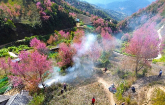 Hoa tớ dày nhuộm hồng núi rừng Tây Bắc