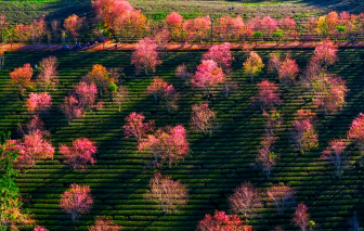 Đà Lạt: Mai anh đào nở muộn vẫn hút khách về cao nguyên