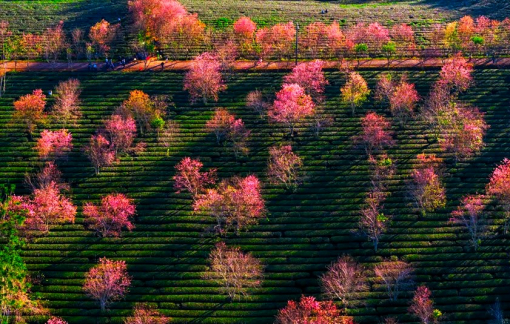 Đà Lạt: Mai anh đào nở muộn vẫn hút khách về cao nguyên