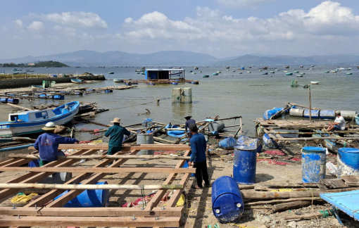 'Thủ phủ' tôm hùm dần tái sinh sau bão lũ lịch sử