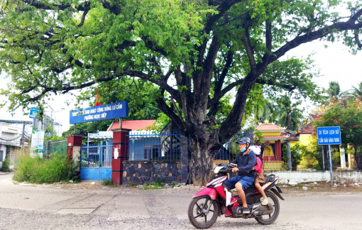 Cây me đầu đình