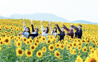 Hoa vàng phủ kín đồng xanh, mê hoặc du khách ở miền Tây Nghệ An