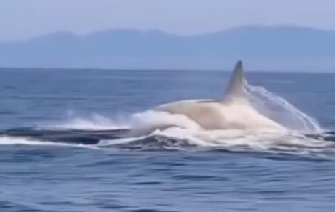 Cá voi sát thủ trắng cực hiếm ngoài khơi Nhật Bản