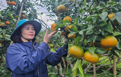 Cam bù đặc sản Hà Tĩnh được mùa, sẵn sàng đón tết
