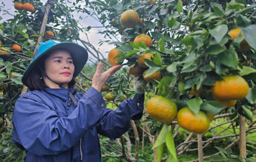Cam bù đặc sản Hà Tĩnh được mùa, sẵn sàng đón tết