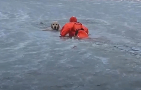 Cứu chú chó bị mắc kẹt giữa dòng sông đóng băng