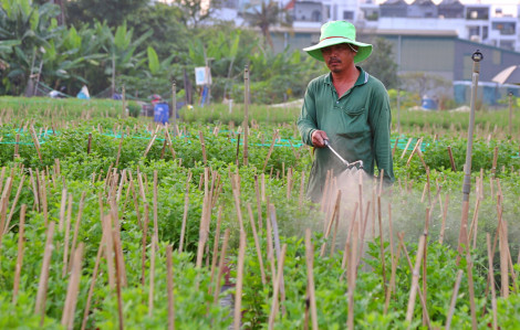 Hoa chờ nở, người chờ tết ở làng hoa lớn nhất TPHCM