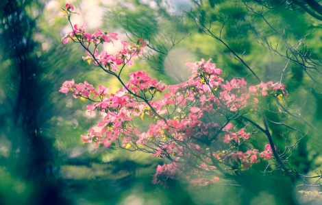 Lập xuân 2026 là ngày nào?