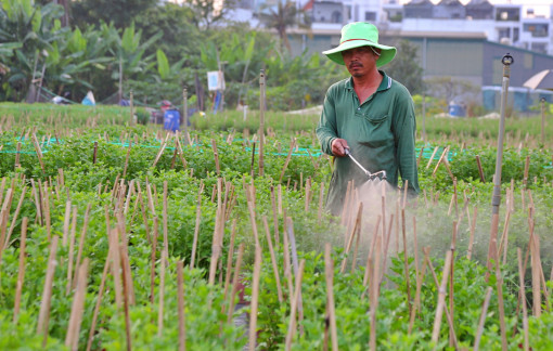 Hoa chờ nở, người chờ tết ở làng hoa lớn nhất TPHCM