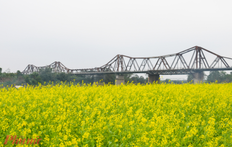 Cánh đồng hoa đẹp như thơ dưới chân cầu Long Biên