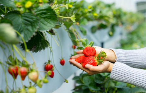 Từ thất vọng đến thích nghi để lớn lên