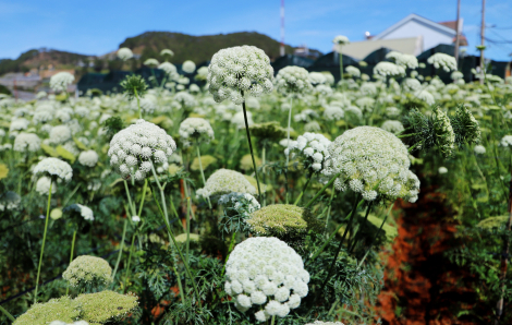 Hoa cà rốt phủ trắng cả một góc trời cao nguyên