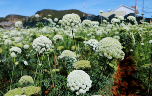 Hoa cà rốt phủ trắng cả một góc trời cao nguyên