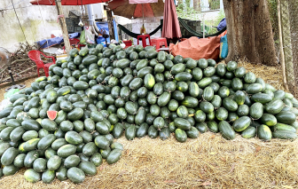 Nhớ mùa dưa tết xưa