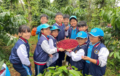 Buổi học đặc biệt của học sinh Đắk Lắk giữa mùa cà phê chín