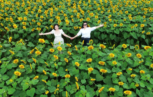 Người dân Quảng Ngãi ùn ùn đến check-in cánh đồng hoa hướng dương