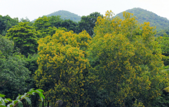 Những cánh hoa báo mùa xuân