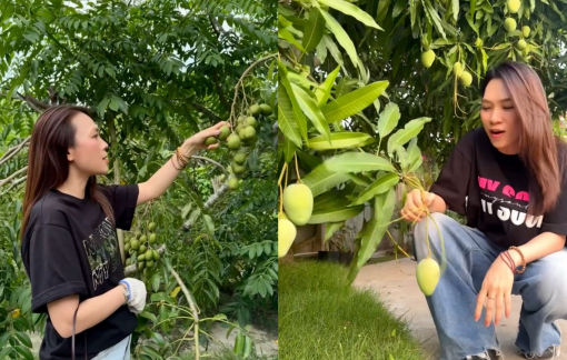 Vườn cây ăn trái sai trĩu quả của ca sĩ Mỹ Tâm