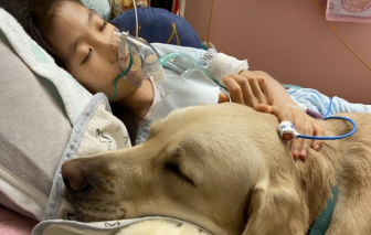 Nhật Bản dùng chó hỗ trợ tinh thần cho trẻ đang nằm viện