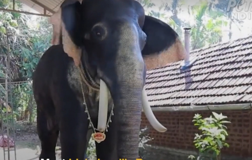 Một con voi giết chết ít nhất 17 người ở Ấn Độ