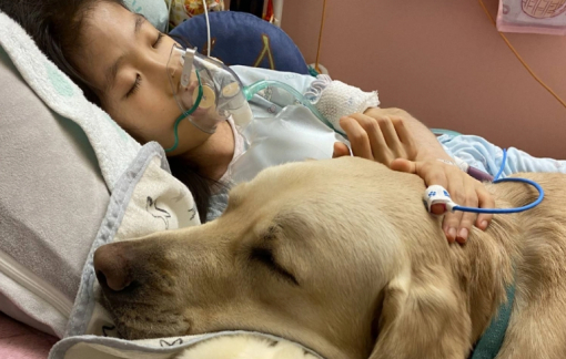 Nhật Bản dùng chó hỗ trợ tinh thần cho trẻ đang nằm viện