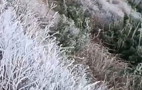 Băng tuyết phủ trắng đỉnh Fansipan