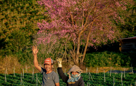 Rừng mai anh đào ở Lâm Đồng thu hút khách check-in
