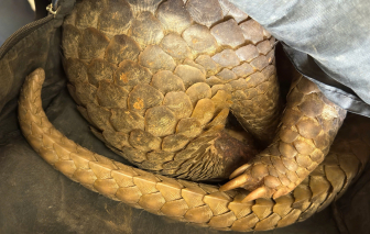 Quảng Ngãi: Bắt người đàn ông bẫy tê tê ở biên giới