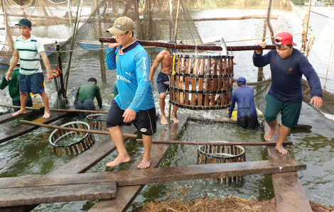 Nông dân nuôi cá tra vui vì được mùa, được giá