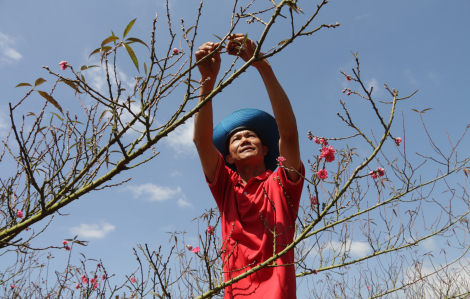 Bất ngờ với làng đào tết giữa Tây Nguyên
