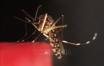 Mất rừng khiến muỗi 'khát' máu người, tiềm ẩn hiểm họa dịch bệnh mới