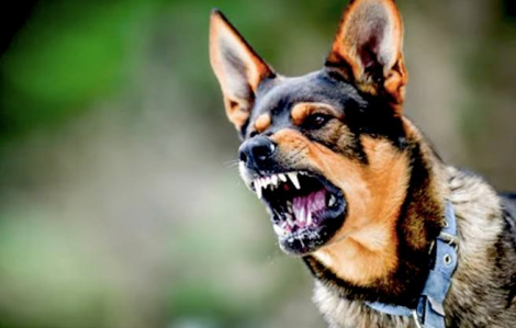 Bệnh nhân bị chó nhà nuôi tấn công hư mắt