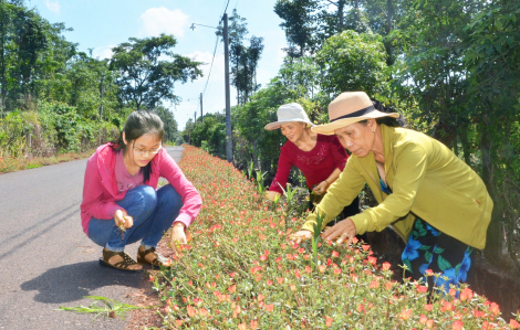 Dệt sắc hoa trên những cung đường quê