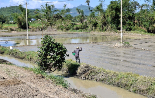 Cánh đồng vùng lũ bước vào vụ mới