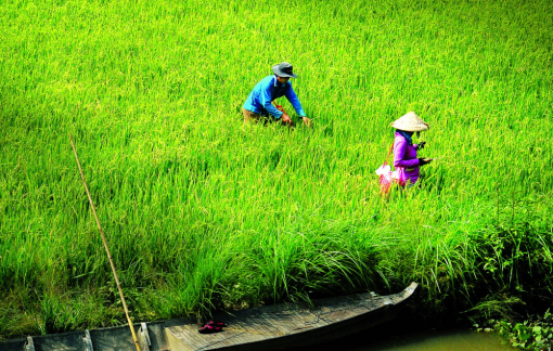 Truyện ngắn: Trâu vàng
