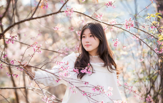 Mai anh đào rực rỡ ở làng Đưng K’si, ngoại ô Đà Lạt: Sắc hồng giữa đại ngàn