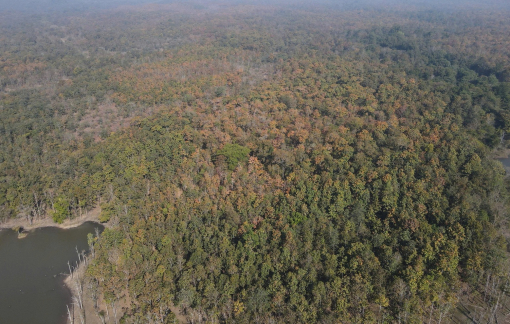 Rừng khộp lớn nhất Việt Nam rực rỡ mùa thay lá